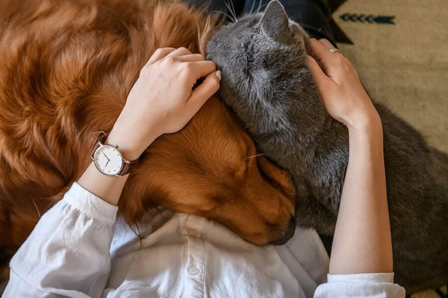 How dogs and cats help mental health