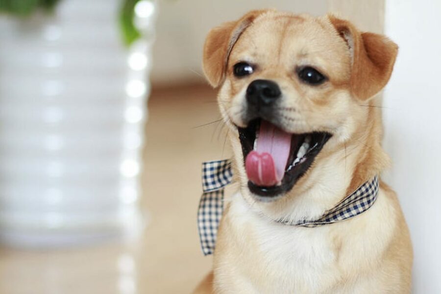 questions to ask yourself before getting a pet